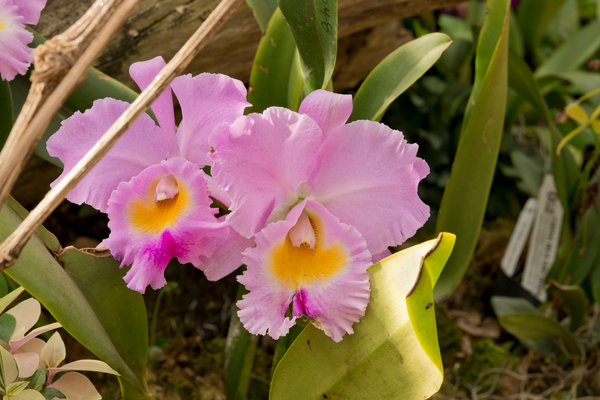 Orquídeas Catleias: Beleza, Variedade e Encantamento