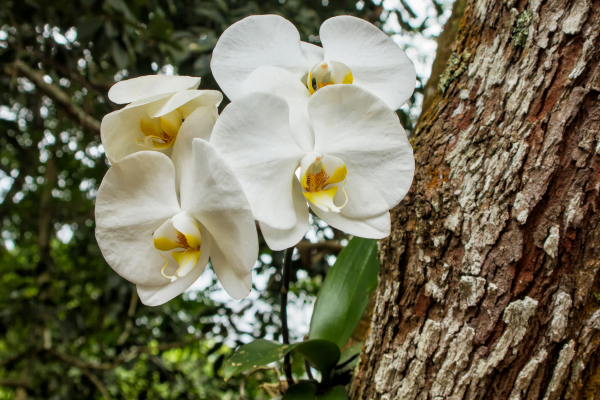 Orquídea Phalaenopsis: Guia Completo das Espécies