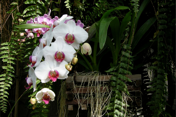 Orquídea Borboleta: Amor, Significado simbólico da flor