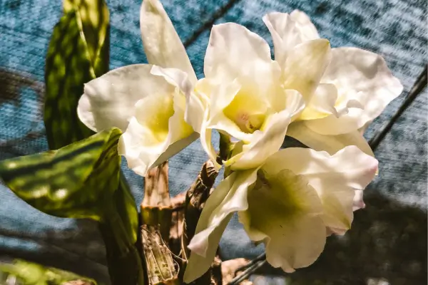 Luz, Orquídeas, Ação! Guia Completo para Iluminação Adequada e Florescimento Magnífico