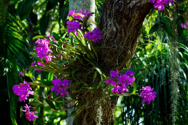 Flor-de-orquídea em Todo o Seu Esplendor: Dicas para Manter Flores Deslumbrantes e Folhagens Vibrantes