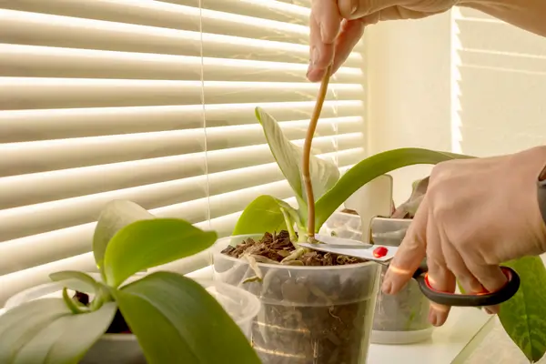 Cuidados Pós-Floração: Práticas Inteligentes para Estimular o Crescimento e Preparar para a Próxima Florada