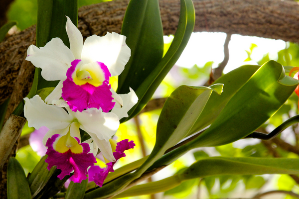 Significado da Orquídea Cattleya: Elegância