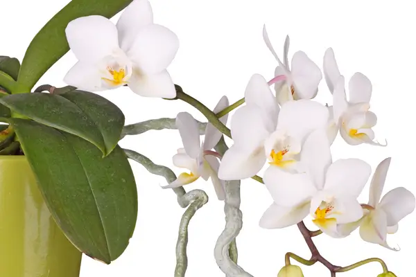 Sinais de Saúde e Doença em Orquídeas: Como Identificar e Tratar Problemas.