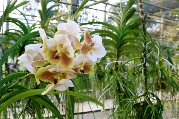 Cuide de suas Orquídeas com Paixão: O maior dos  Segredos para um Jardim Vibrante e Vivo