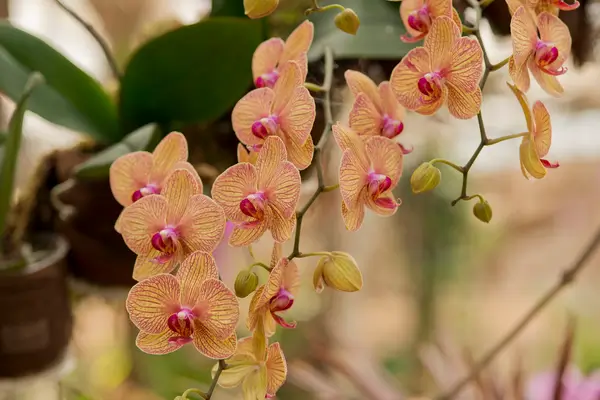 Transforme Suas Orquídeas com Este Guia Passo a Passo