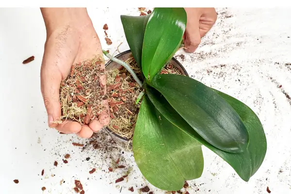 Substrato Perfeito: Garantindo Saúde nas Orquídeas