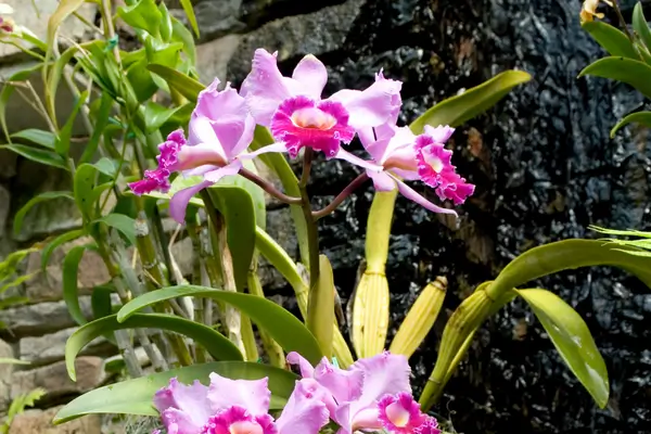 Plantas Robustas para Jardineiros Iniciantes: Espécies Recomendadas de Orquídeas