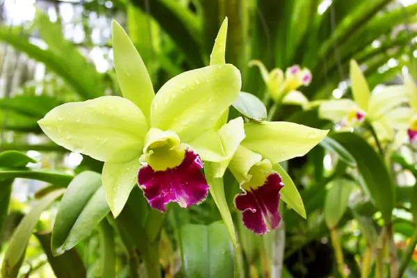 Oxigênio e Nutrientes: Cuidados Cruciais na Ventilação e Fertilização de Orquídea