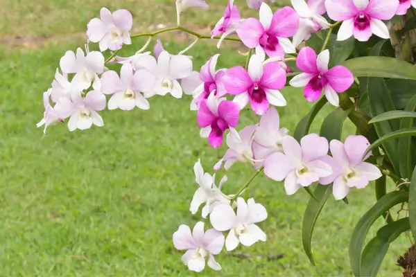 Descubra as Melhores Escolhas: Orquídeas de Fácil Cultivo para Iniciantes