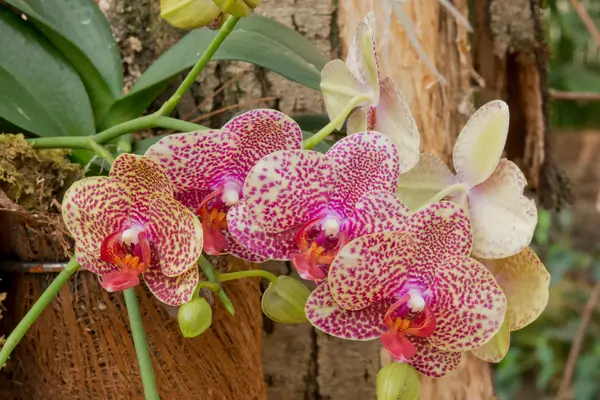 Floração Sem Complicações: Espécies Recomendadas de Orquídeas para Iniciantes