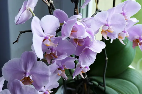 Orquídeas para Iniciantes: Descubra as Espécies Ideais para Começar sua Jornada