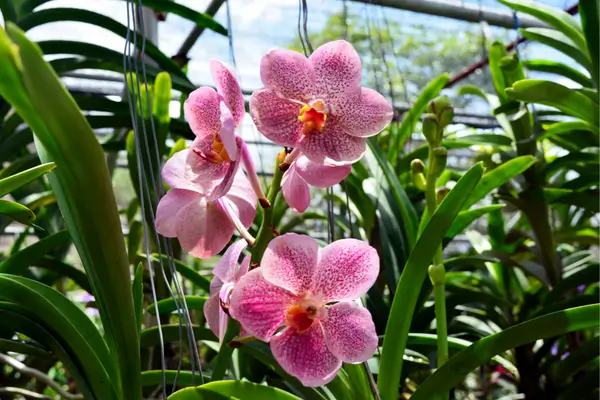 Explorando o Mundo Floral: Espécies de Orquídeas Ideais para Iniciantes na Jardinagem