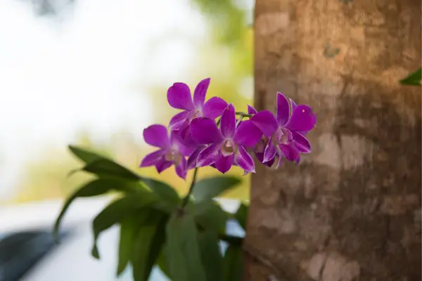 Desvendando a Beleza das Orquídeas: Recomendações para Iniciantes em Cultivo