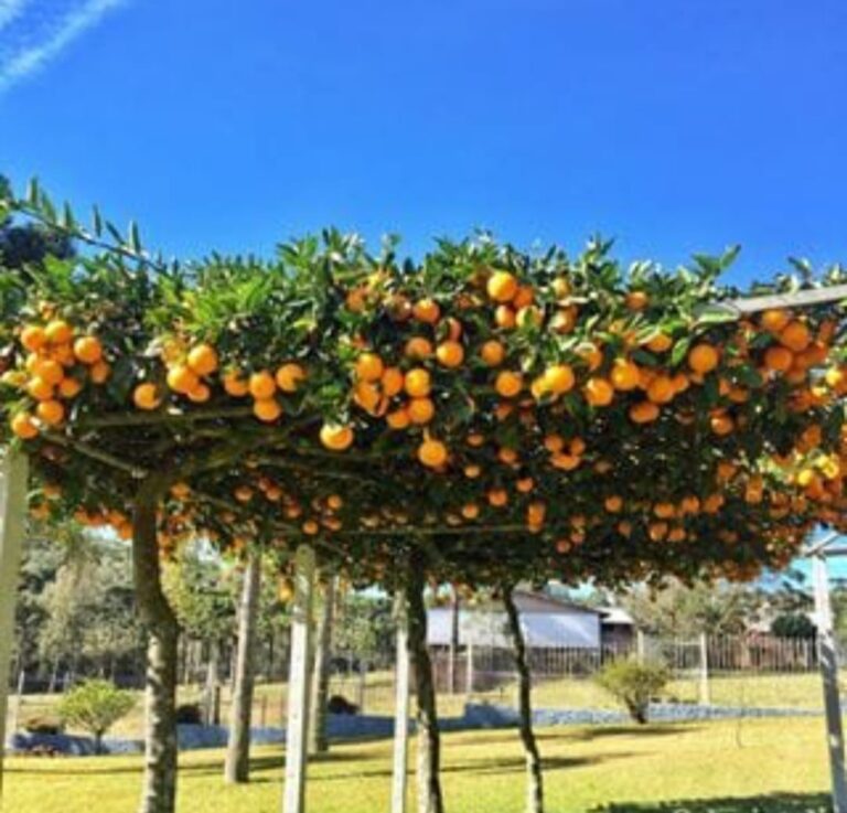 Pergolado de Laranjeiras: Transforme seu Jardim