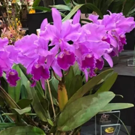 Cattleya Labiata: A Rainha do Nordeste que Encanta Jardins