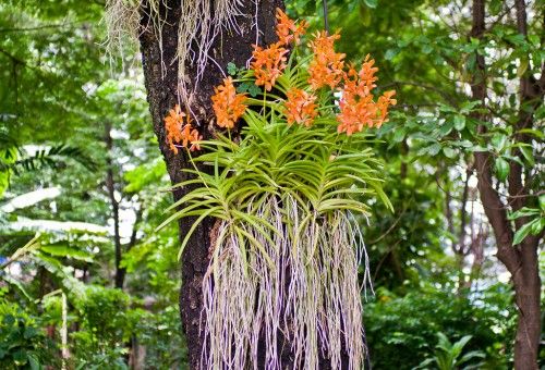 Como Orquídeas e Plantas Verdes  Revolucionam Sua Mente