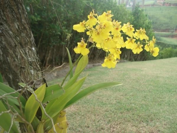 7 Tipos de Orquídeas que Gostam de Sombra para Cultivar em Casa